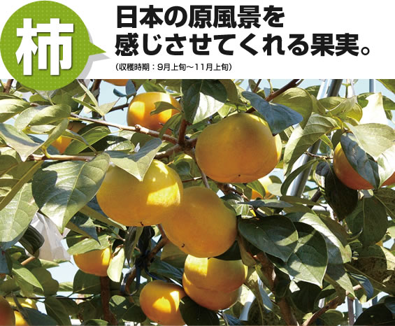 柿 日本の原風景を感じさせてくれる果実。